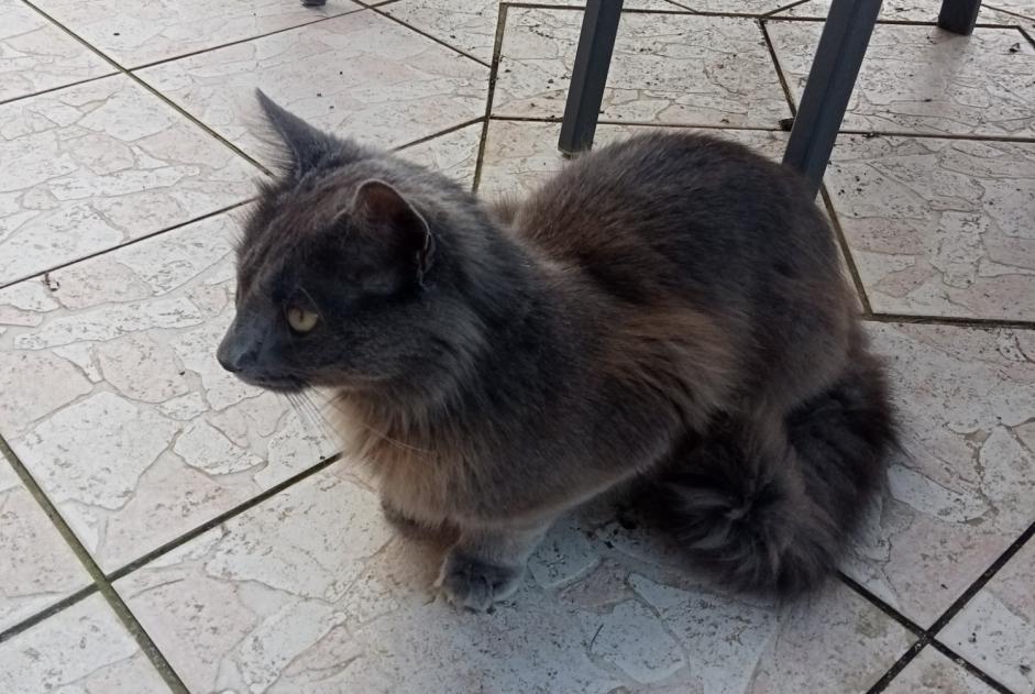 Discovery alert Cat Male Artiguelouve France