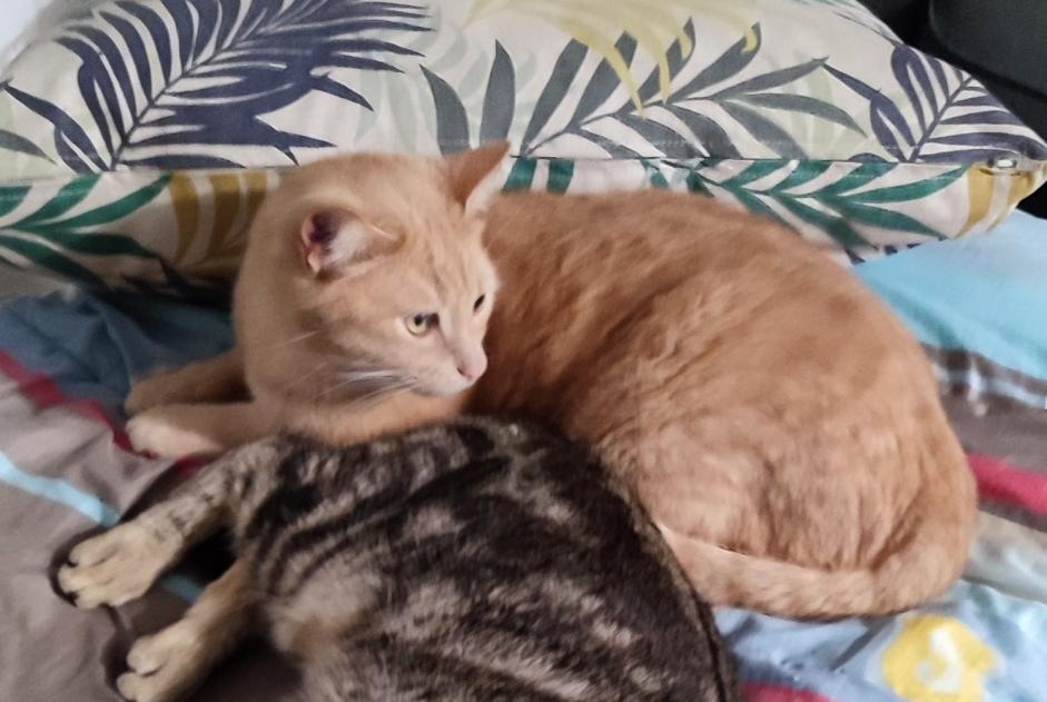 Vermisstmeldung Katze Männliche , 4 jahre Simacourbe Frankreich