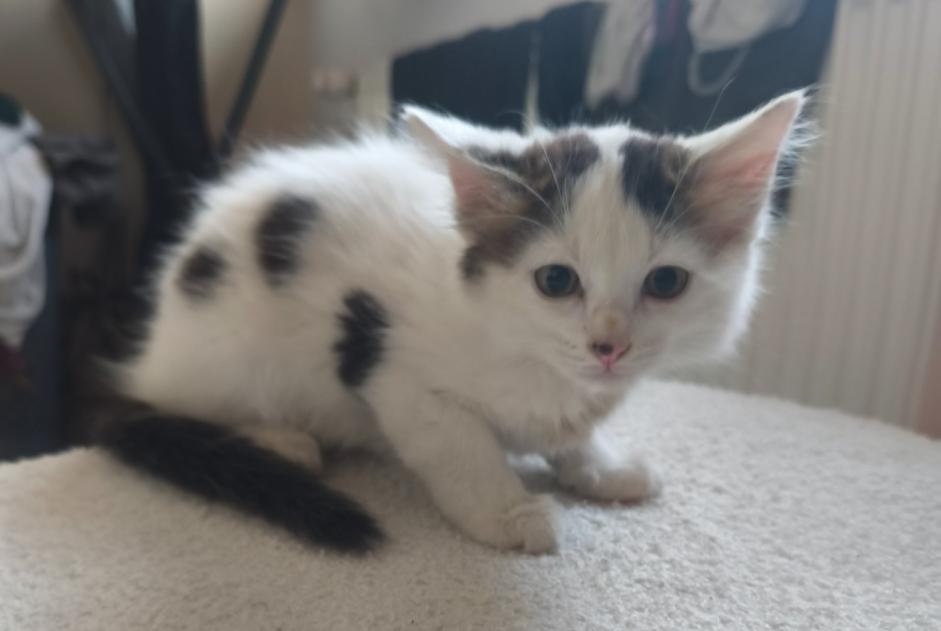 Fundmeldung Katze Unbekannt Maslacq Frankreich Fundmeldung Katze Unbekannt Maslacq Frankreich