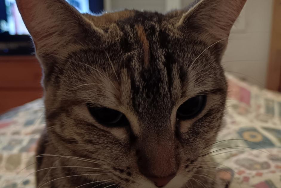 Disappearance alert Cat Female , 1 years Bayonne France Disappearance alert Cat Female , 1 years Bayonne France