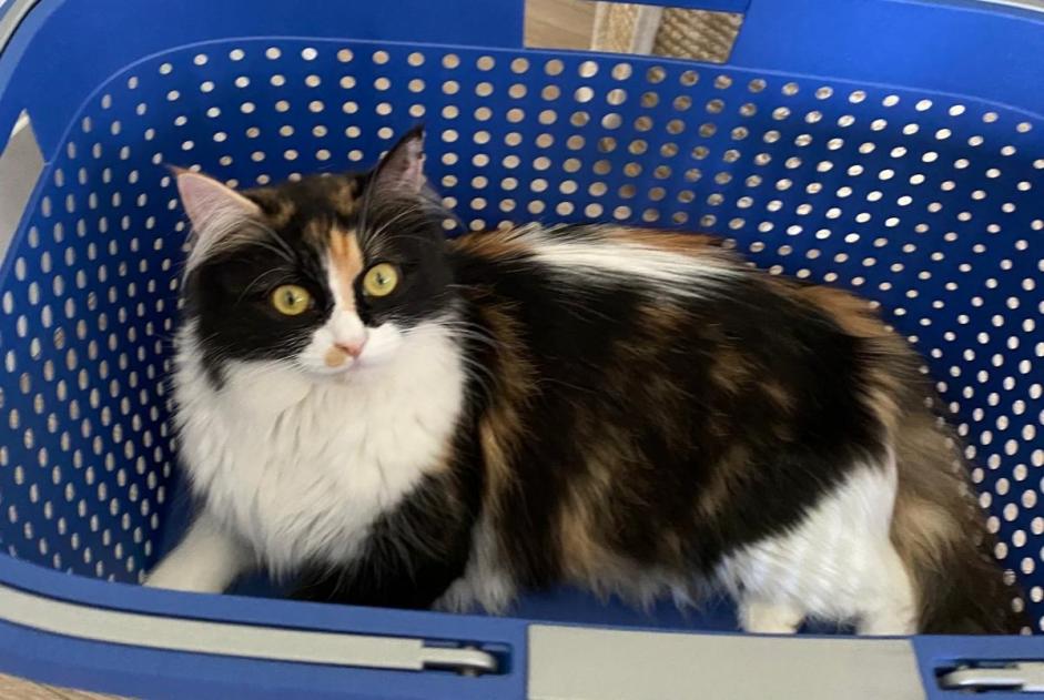 Disappearance alert Cat  Female , 2 years Biarritz France