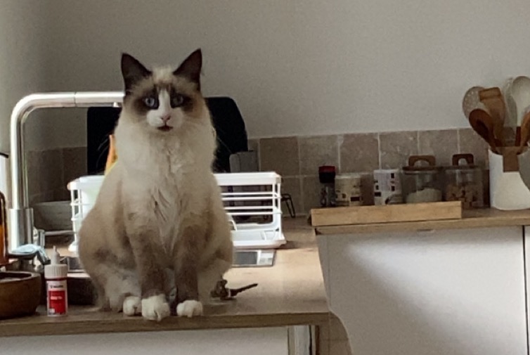 Disappearance alert Cat Female , 0 years Narcastet France