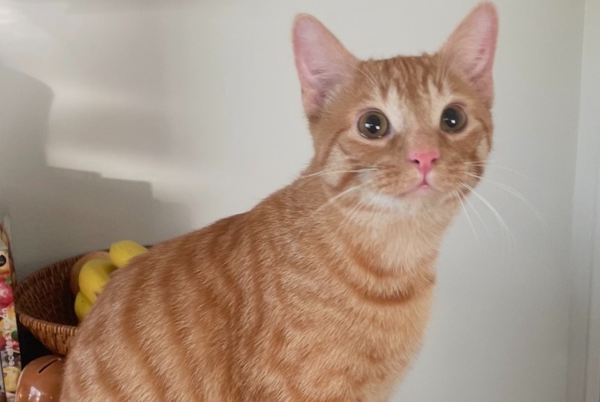 Discovery alert Cat Male Pau France Discovery alert Cat Male Pau France