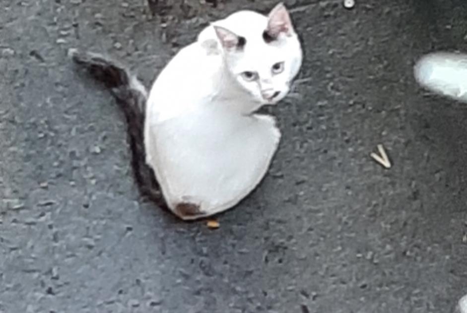 Discovery alert Cat miscegenation  Unknown Billère France