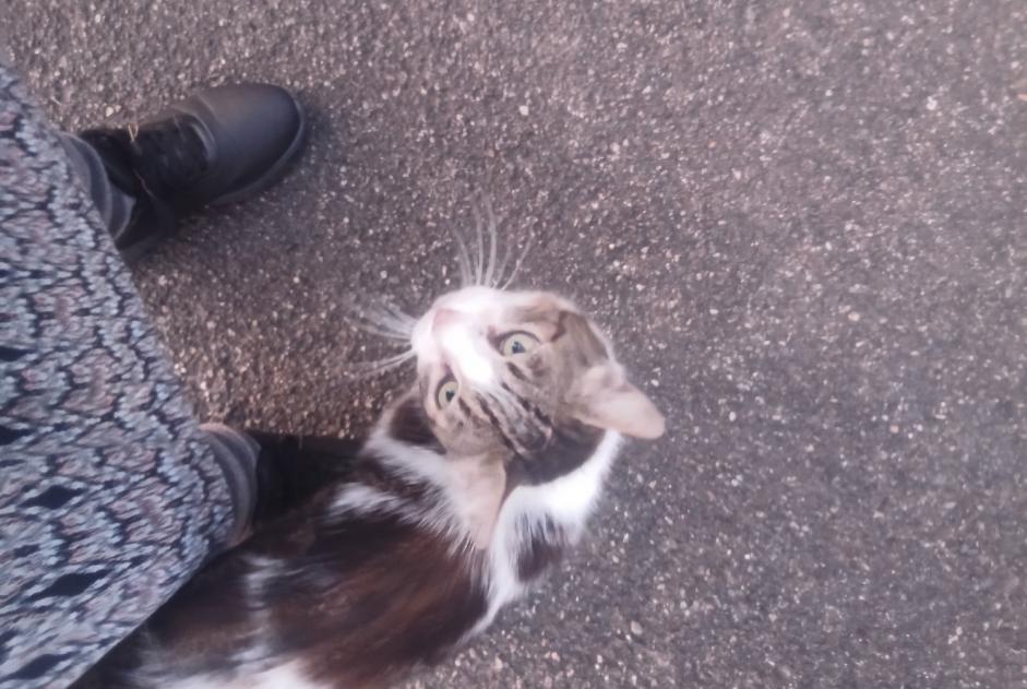 Discovery alert Cat Unknown Laroin France