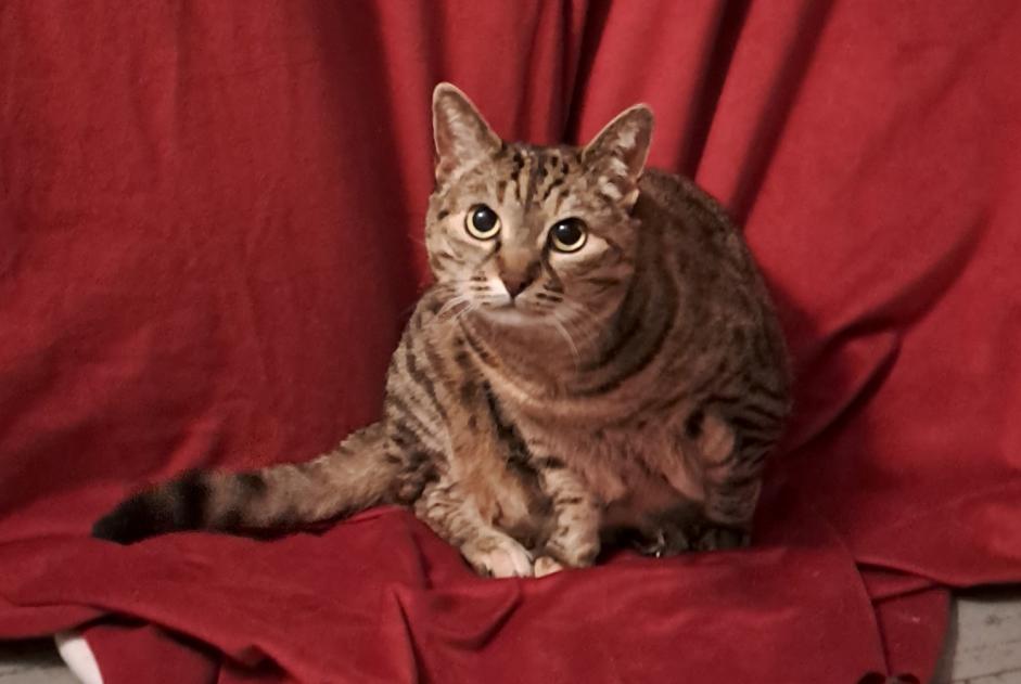 Alerte Disparition Chat croisement  Femelle , 11 ans Biarritz France