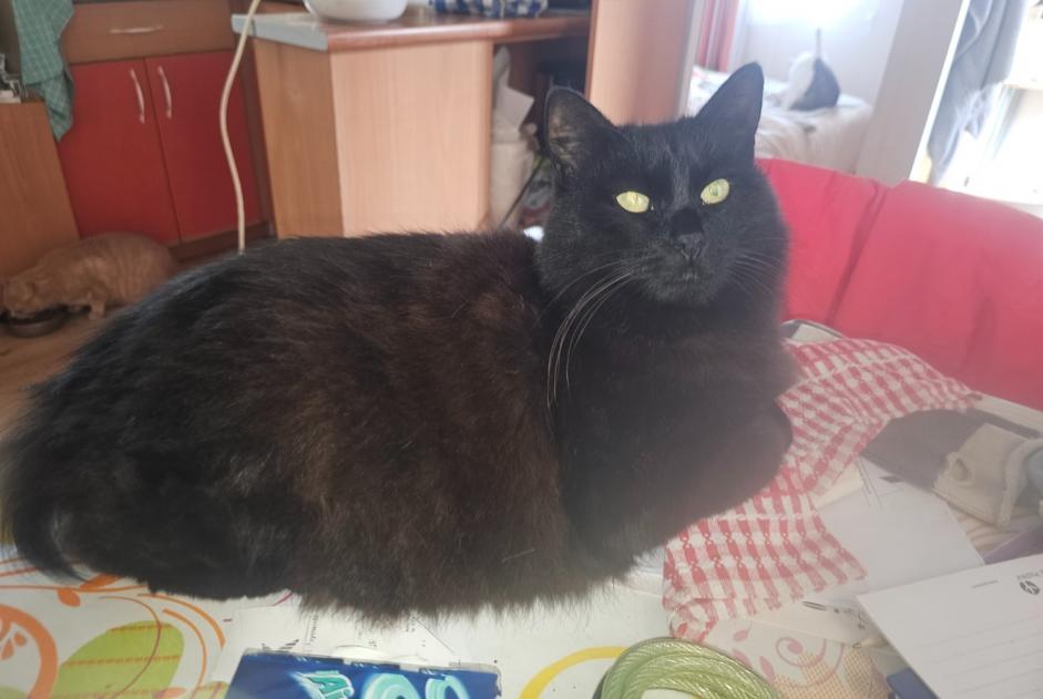 Alerte Disparition Chat croisement  Femelle , 21 ans Arraute-Charritte France