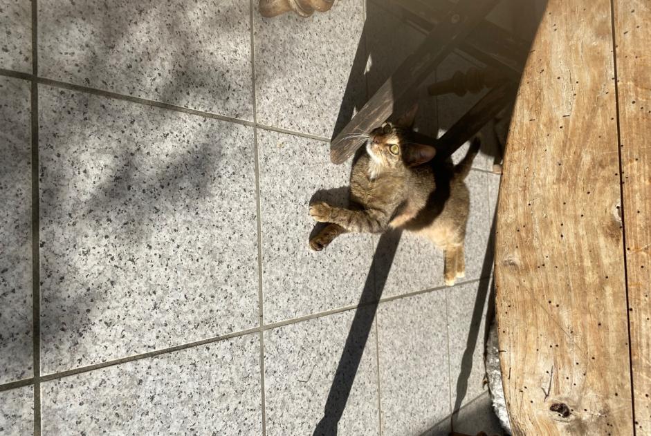 Alerte Découverte Chat croisement  Femelle Arudy France