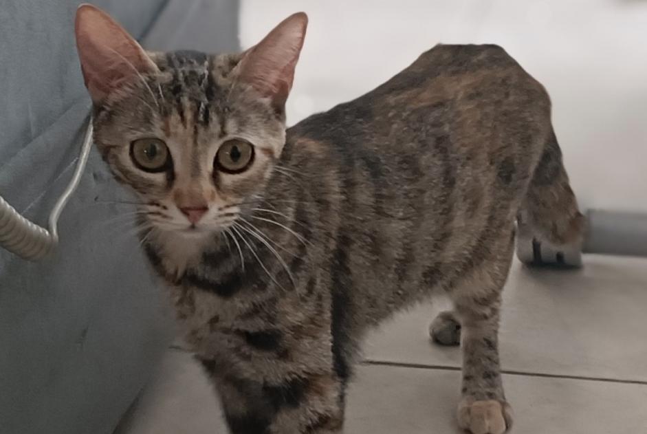 Alerte Découverte Chat croisement  Femelle Pau France