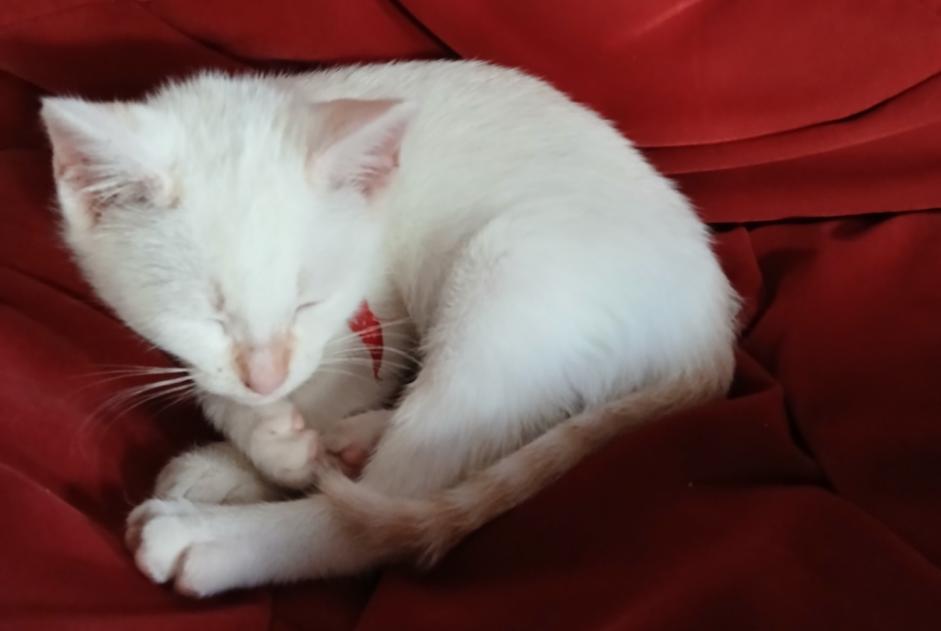 Avviso scomparsa Gatto Femmina , 1 anni Ustaritz Francia