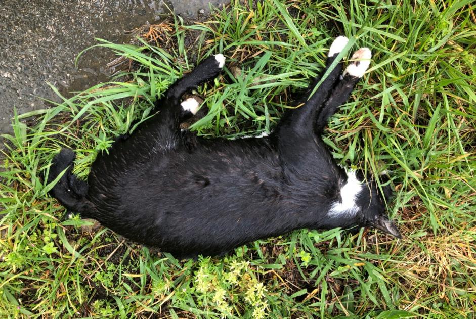Avviso Ritrovamento Gatto Non conosciuta , 2 anni Itxassou Francia Avviso Ritrovamento Gatto Non conosciuta , 2 anni Itxassou Francia