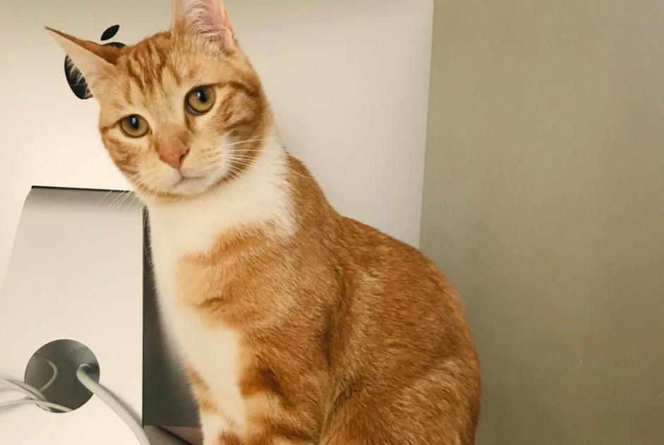 Verdwijningsalarm Kat Mannetje , 5 jaar Pau Frankrijk Verdwijningsalarm Kat Mannetje , 5 jaar Pau Frankrijk