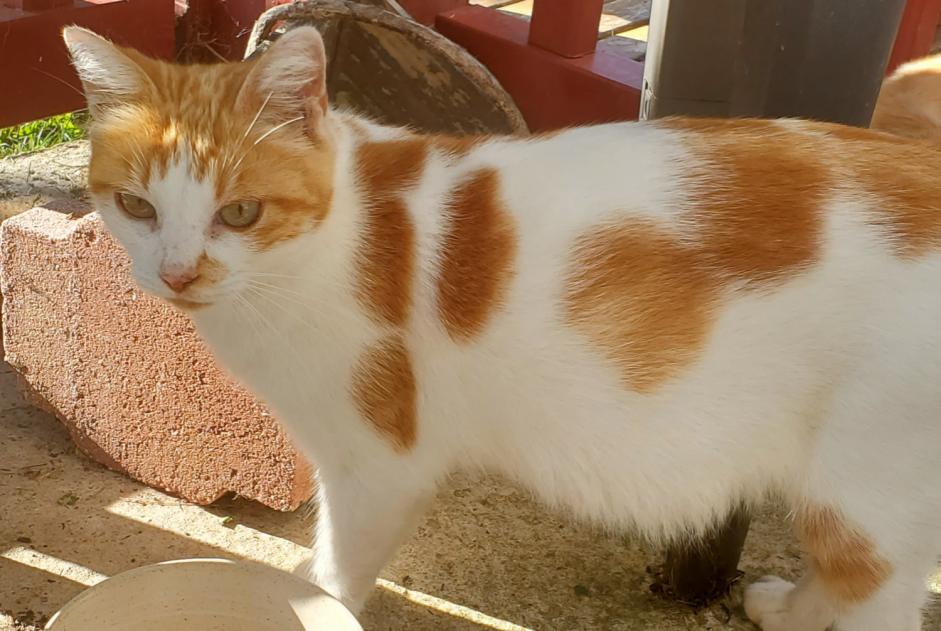 Alerta desaparecimento Gato cruzamento  Fêmea , 1 anos Urt France