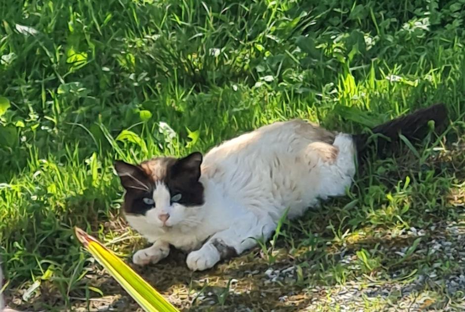 Alerta descoberta Gato Macho Mouguerre France