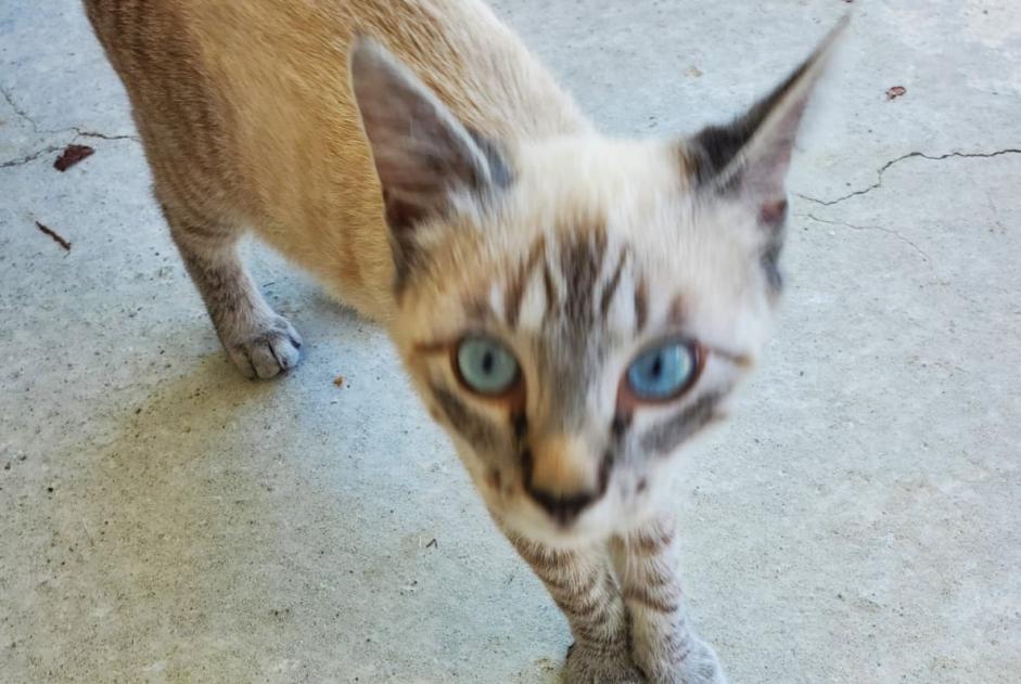 Alerta descoberta Gato Desconhecido Limendous France